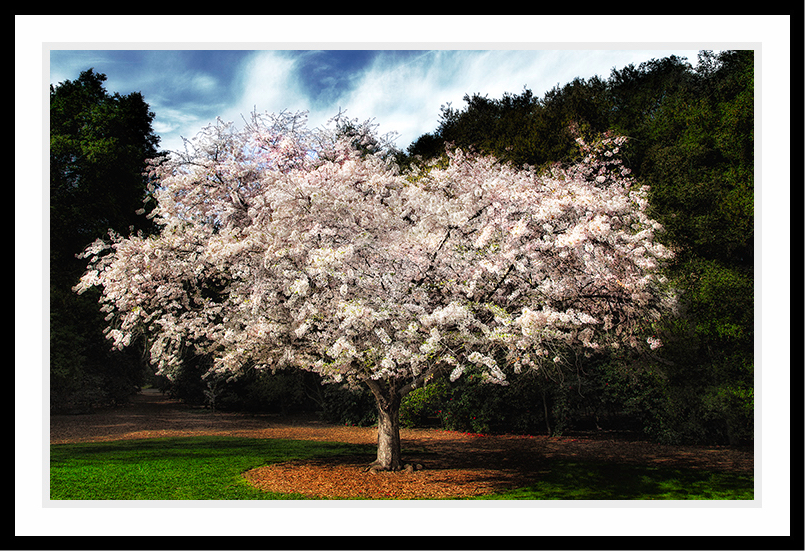 A large blooming tree in pinks and whites.